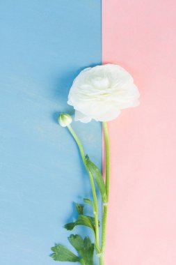 Beyaz tipik çiçekler