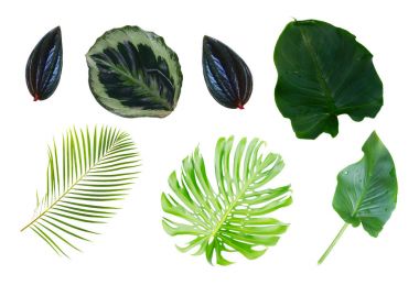 taze yeşil yapraklar