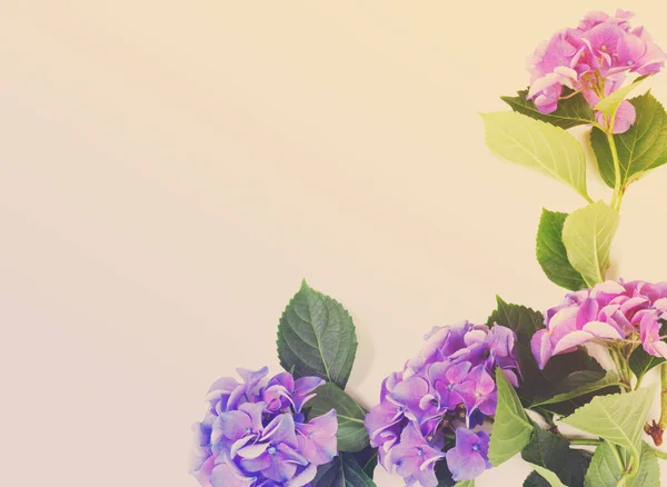 Ορτένσια μπλε και μοβ λουλούδια — Φωτογραφία Αρχείου