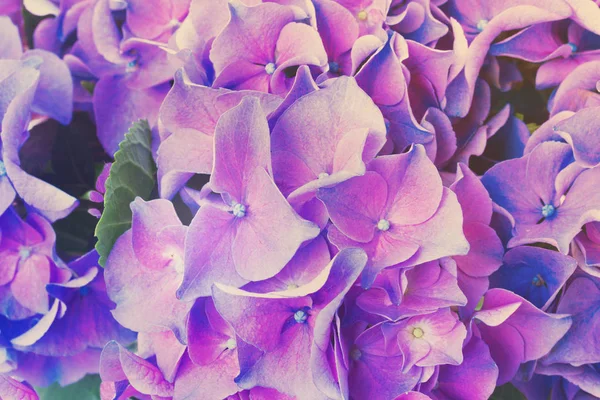 Ορτένσια μπλε και μοβ λουλούδια — Φωτογραφία Αρχείου