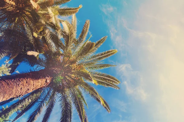 Tropical palm tree — Stock Photo, Image
