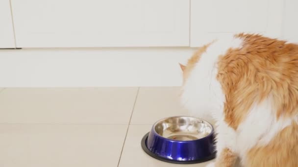 De kat loopt tot kom en eten — Stockvideo