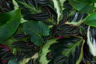 taze yeşil yapraklar