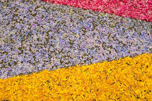 Blumen Blütenblätter Hintergrund — Stockfoto