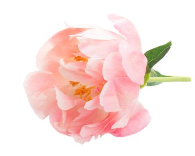 Taze şakayık çiçekleri