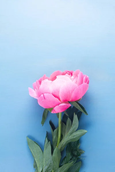 Peonie fresche su azzurro — Foto Stock