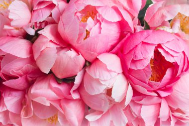 Pembe çiçek arkaplanı