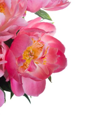 Taze şakayık çiçekleri