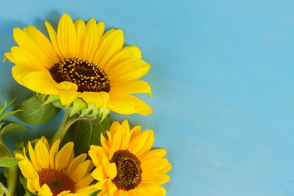Sonnenblumen auf blau — Stockfoto