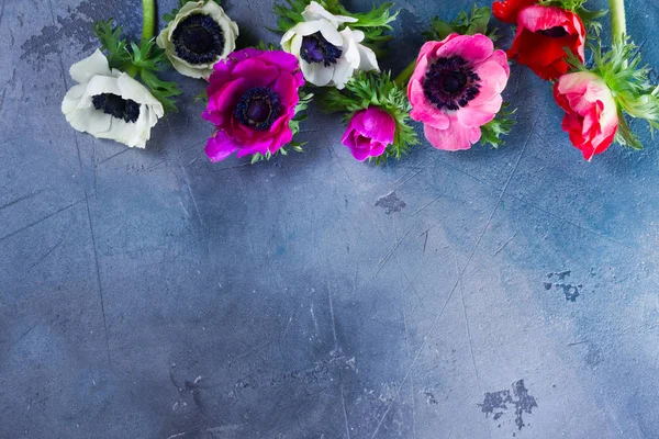 Zawilce kwiaty na tle kamień — Zdjęcie stockowe