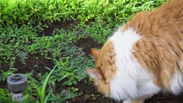 Кіт гуляє в саду — стокове відео