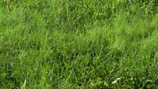 Césped verde en el jardín — Vídeos de Stock