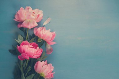 Taze peonies mavi