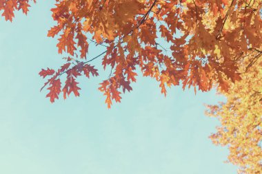 Titrek sonbahar yaprakları