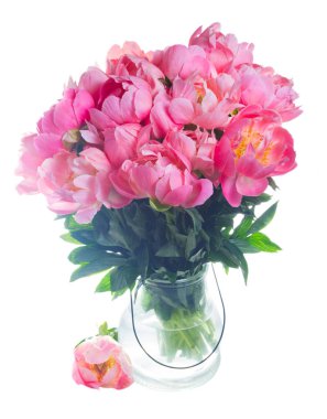 Taze şakayık çiçekleri