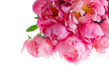 Taze şakayık çiçekleri