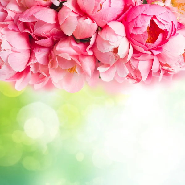 Flores de peónia frescas — Fotografia de Stock