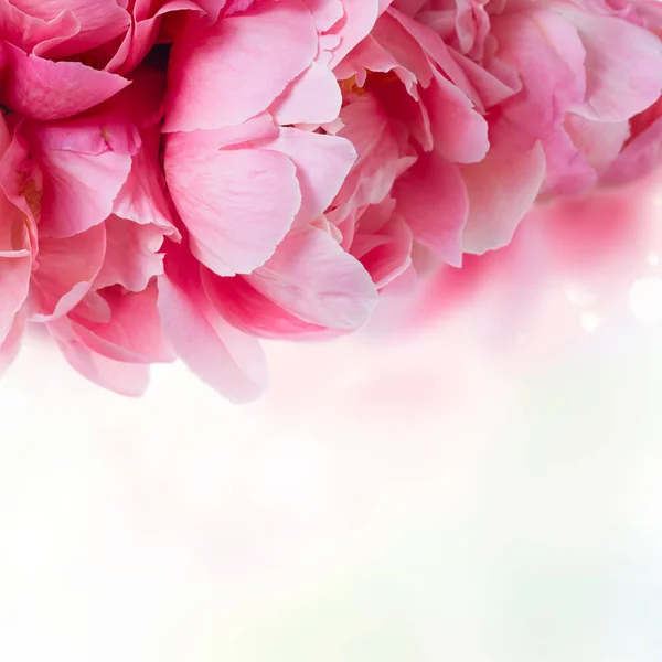 Fresh peony flowers — Stock Photo, Image