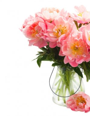 Taze şakayık çiçekleri