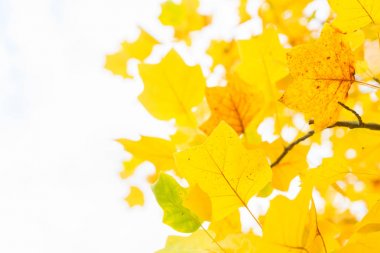 Titrek sonbahar yaprakları