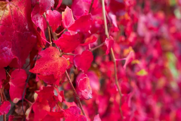 Fall red leaves background — Stock Photo, Image