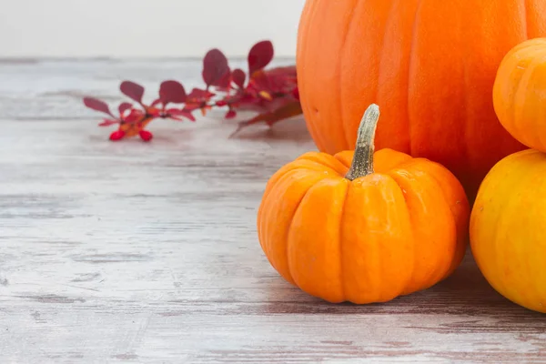 Calabazas en la mesa — Foto de Stock