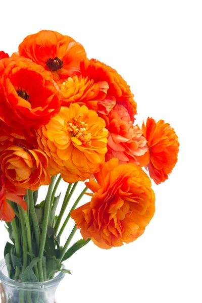 Orange ranunculus fresh flowers — Stock Photo, Image