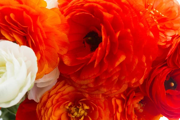 Oranje ranunculus verse bloemen — Stockfoto