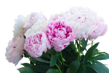 Taze şakayık çiçekleri