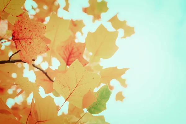 Яскраві восени листя — стокове фото
