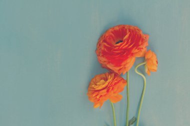 Turuncu tipik çiçekler