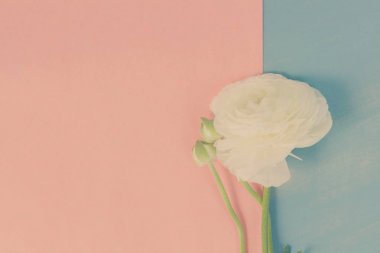 Beyaz tipik çiçekler