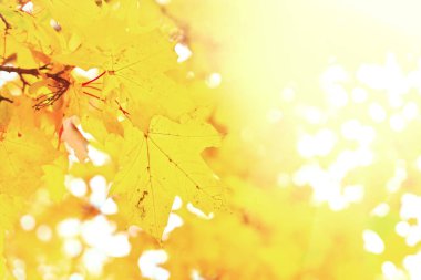 Titrek sonbahar yaprakları