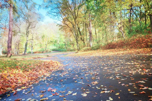 Droga w jesiennym parku — Zdjęcie stockowe