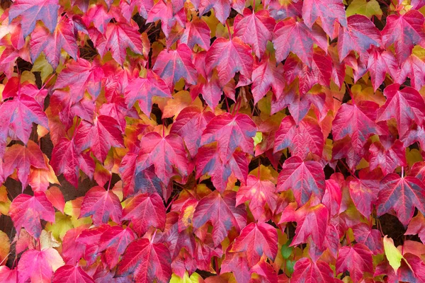 sonbahar kırmızı yaprakları arka plan