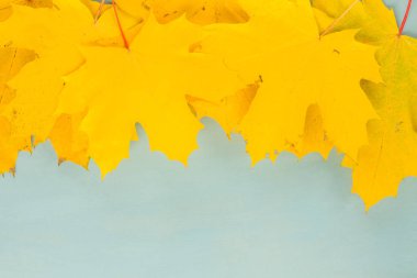 Sonbahar yaprakları mavi