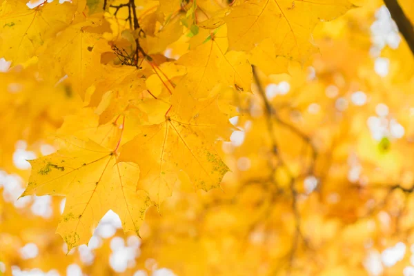 Vibrant fall foliage — Stock Photo, Image