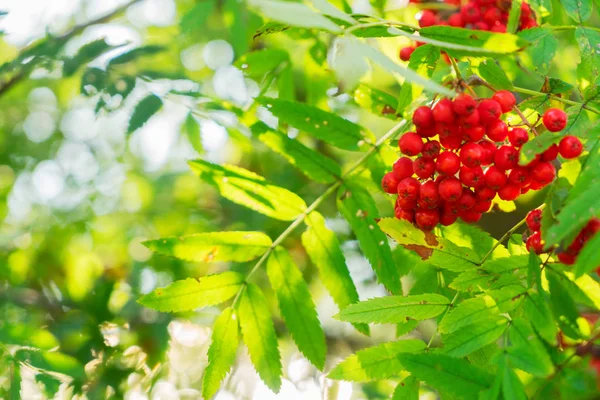 Rowan μούρα και τα φύλλα — Φωτογραφία Αρχείου