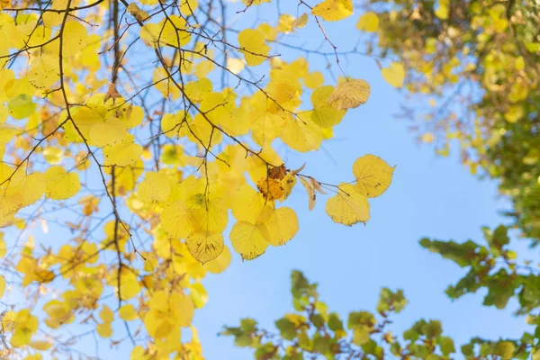 Vibrant fall foliage — Stock Photo, Image