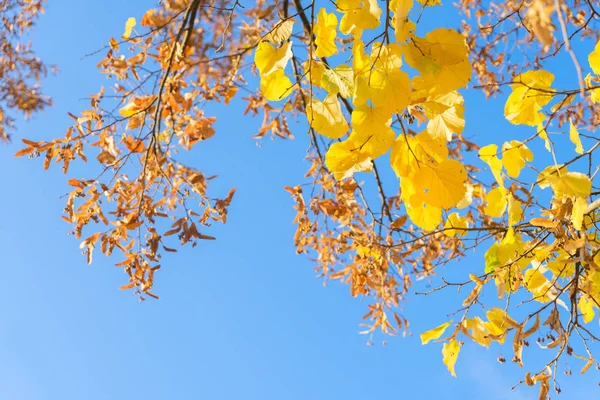 Vibrant fall foliage — Stock Photo, Image