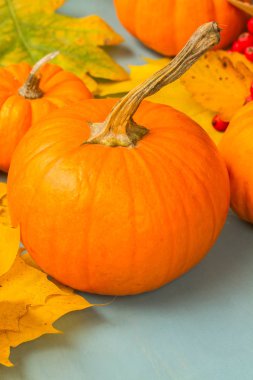 kabaklar mavi masada