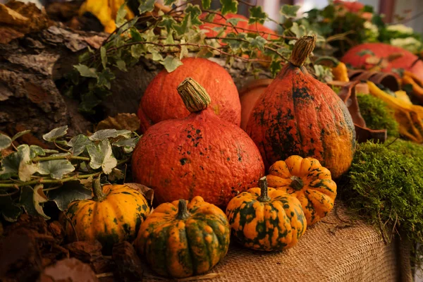 Pumpkin on table — Stock Photo, Image