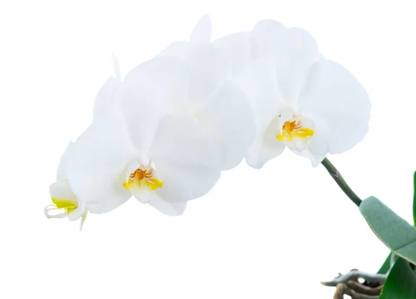 Witte verse orchideeën — Stockfoto