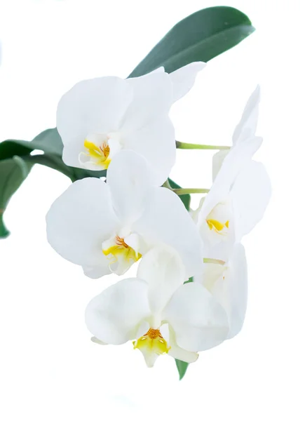 Белые свежие орхидеи — стоковое фото