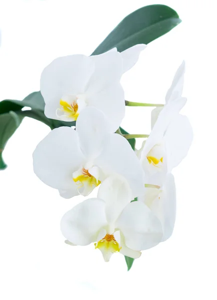 Orquídeas blancas frescas — Foto de Stock