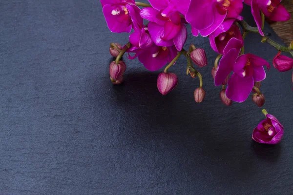 Ramo de orquídeas violetas —  Fotos de Stock