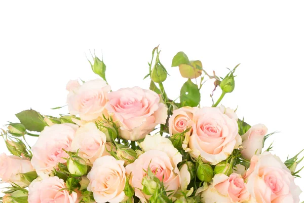 Fialově kvetoucí růže — Stock fotografie