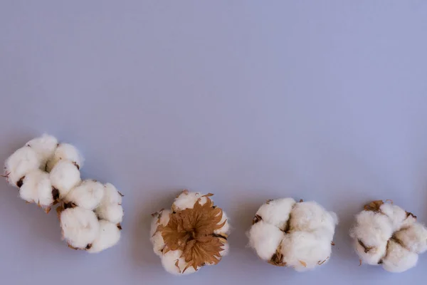 Brotes de algodón en azul —  Fotos de Stock