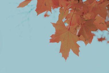 Titrek sonbahar yaprakları