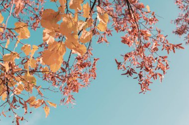 Titrek sonbahar yaprakları